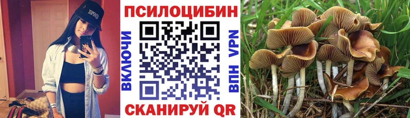 OMG   Менделеевск  Псилоцибиновые грибы Cubensis 